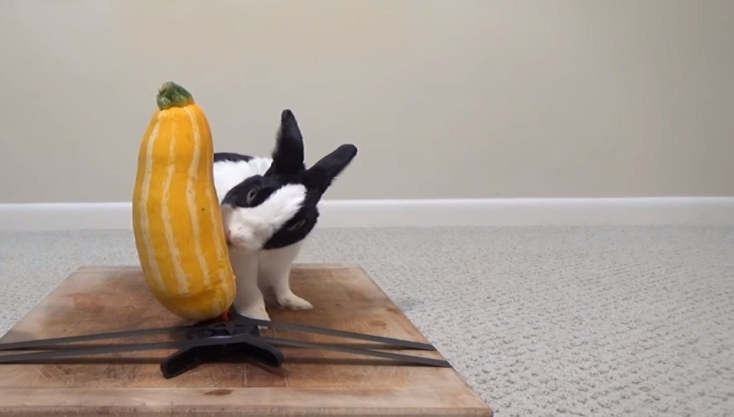 Can Rabbits Eat Zucchini Skin