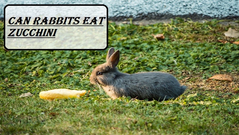 Can rabbits eat Zucchini