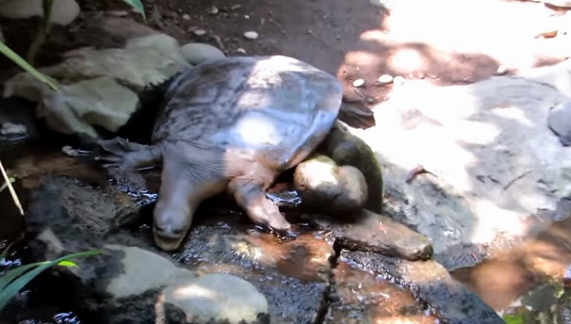 Can turtles Survive A Broken Shell