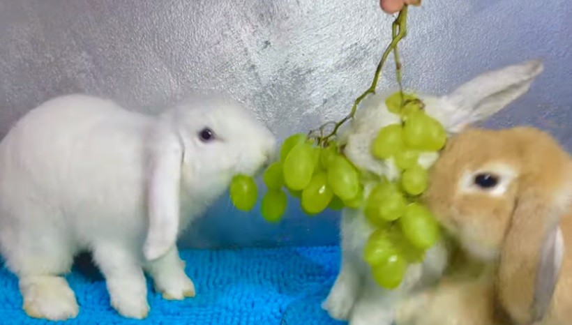 How Many Grapes Can Rabbits Eat