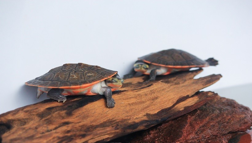 Pink Belly Side neck Turtle Appearance 