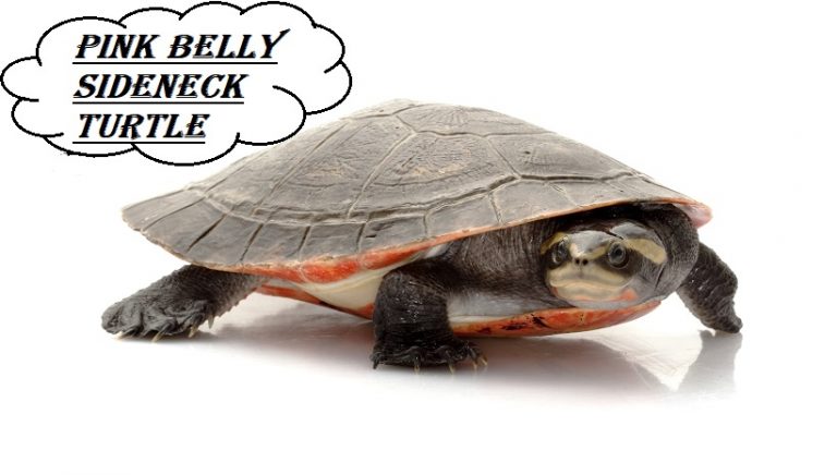 Pink Belly Sideneck Turtle