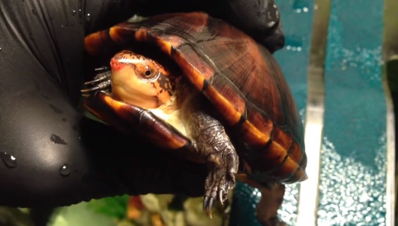 Red Cheeked Mud Turtle Size 
