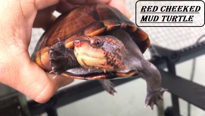 Red-cheeked mud turtle