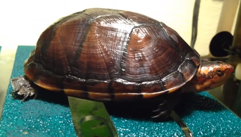 Red-cheeked Mud Turtle Bite