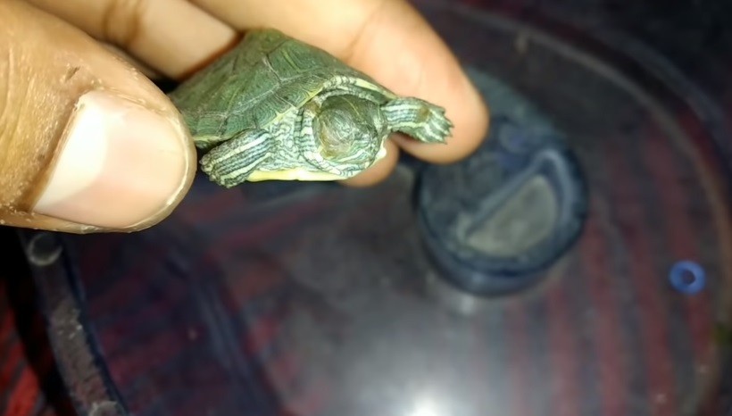 Turtle Eye Infection Treatment
