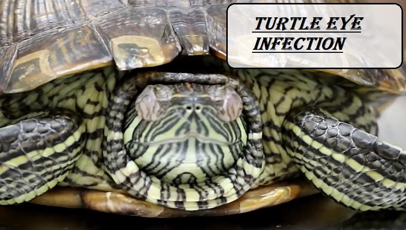 Turtle Eye Infection