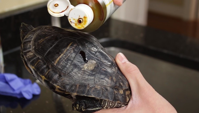 Turtle Shell Rot Treatment