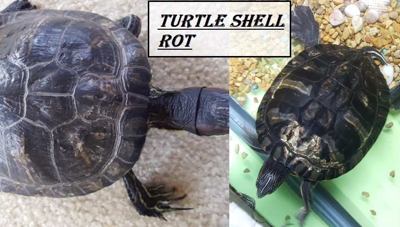 Turtle Shell Rot