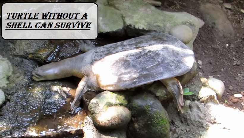 Turtle without a shell Can survive
