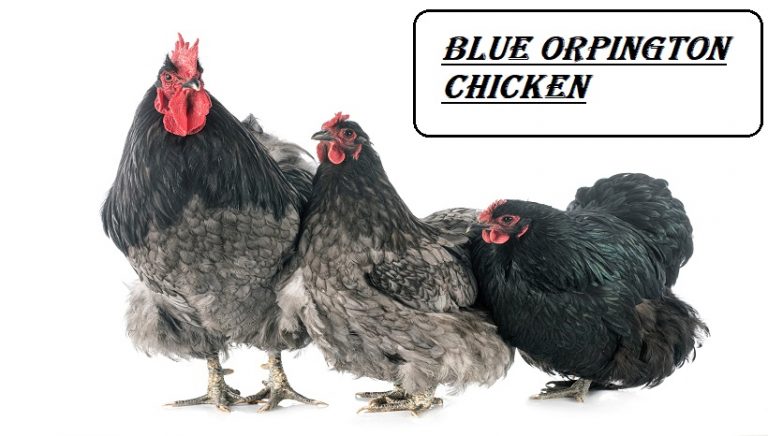Blue Orpington Chicken