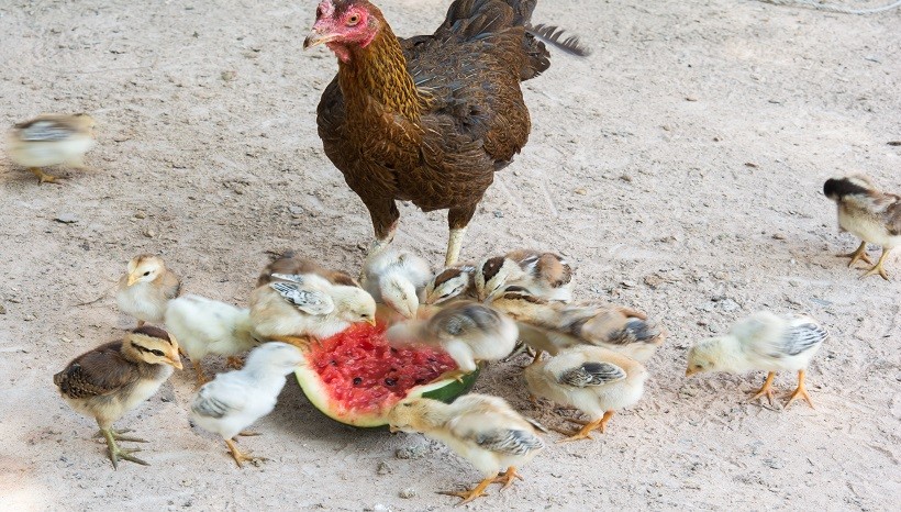 Can Baby Chicken Eat Watermelon