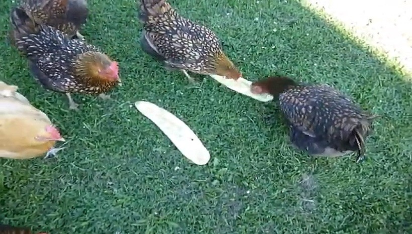 Can Baby Chickens Eat Cucumbers