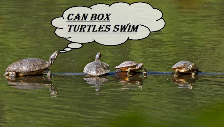Can Box Turtles Swim