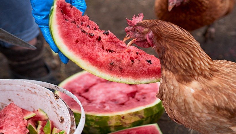 Can Chicken Eat Watermelon Plants