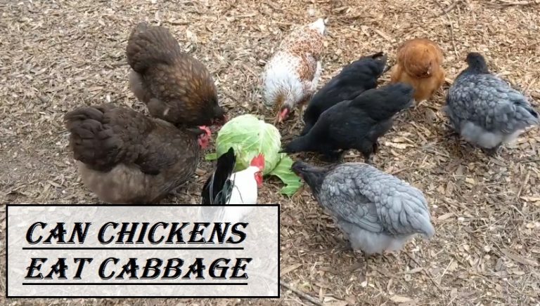 Can Chickens Eat Cabbage