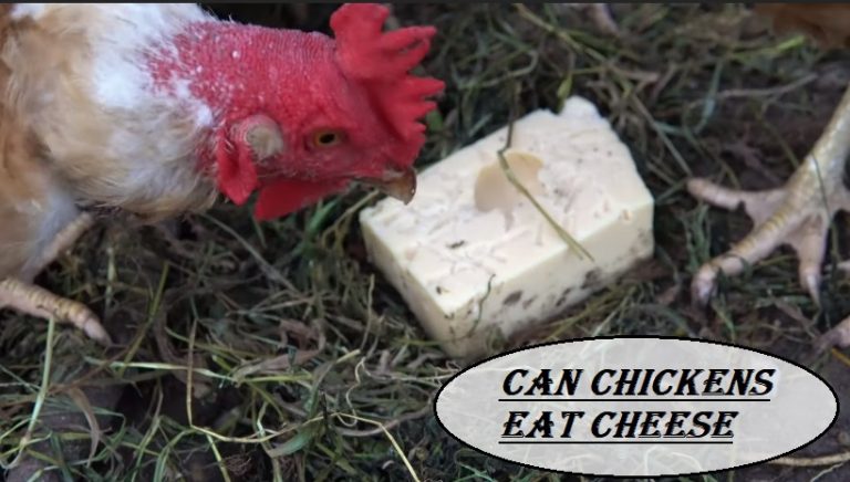 Can Chickens Eat Cheese