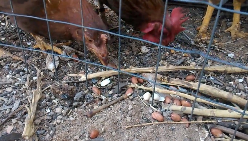 Can Chickens Eat Peanuts In The Shell