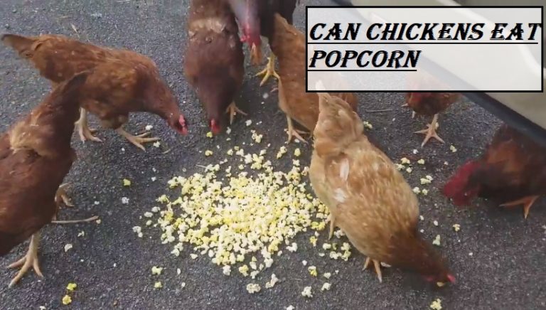 Can Chickens Eat Popcorn