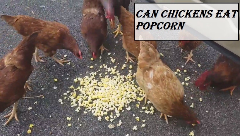 Can Chickens Eat Popcorn 