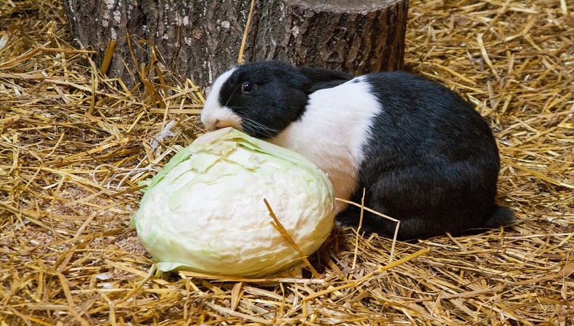 Can Rabbits Eat Cabbage Leaves