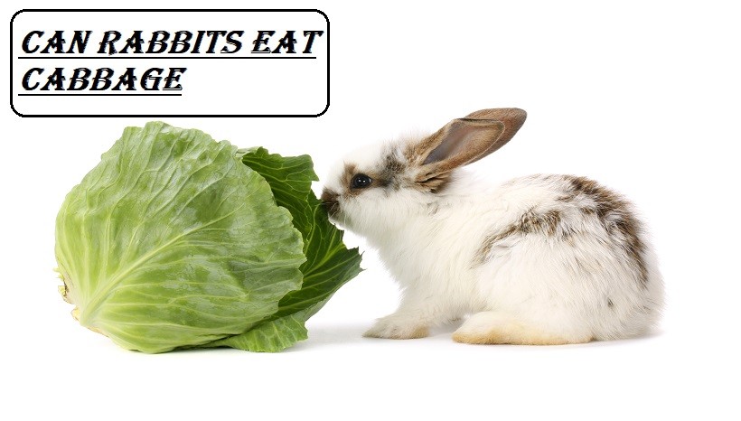 Can Rabbits Eat Cabbage