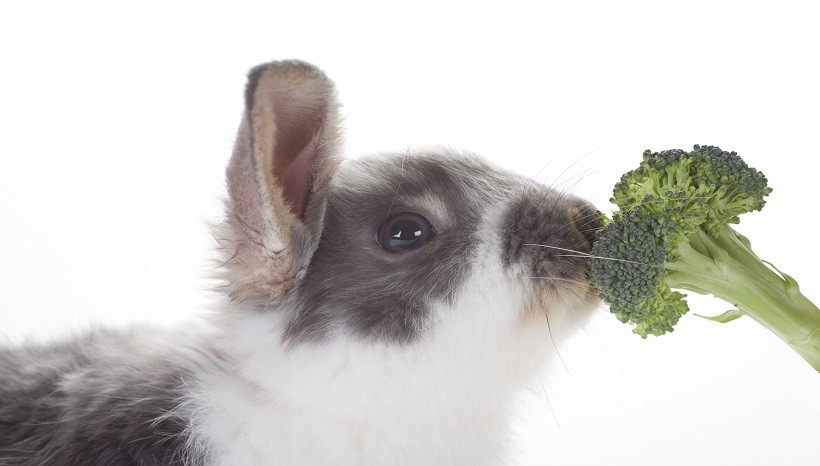 Can Rabbits Eat Cooked Or Raw Broccoli