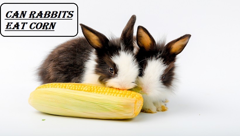 Can Rabbits Eat Corn? | Corn Cobs, Corn Plants, Popcorns