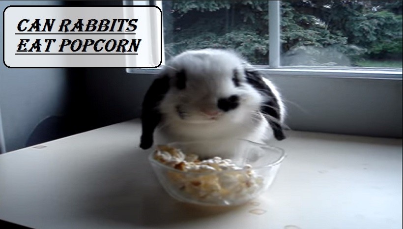 Can Rabbits Eat Popcorn? | Popcorn Kernels or Caramel Popcorns