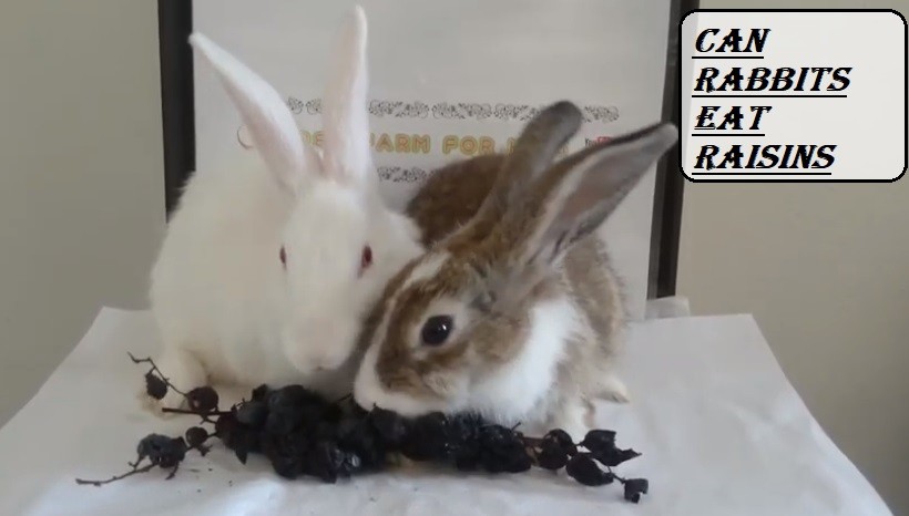 Can Rabbits Eat Raisins