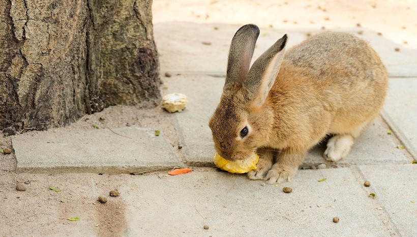 Can Rabbits Eat Sweet Corn