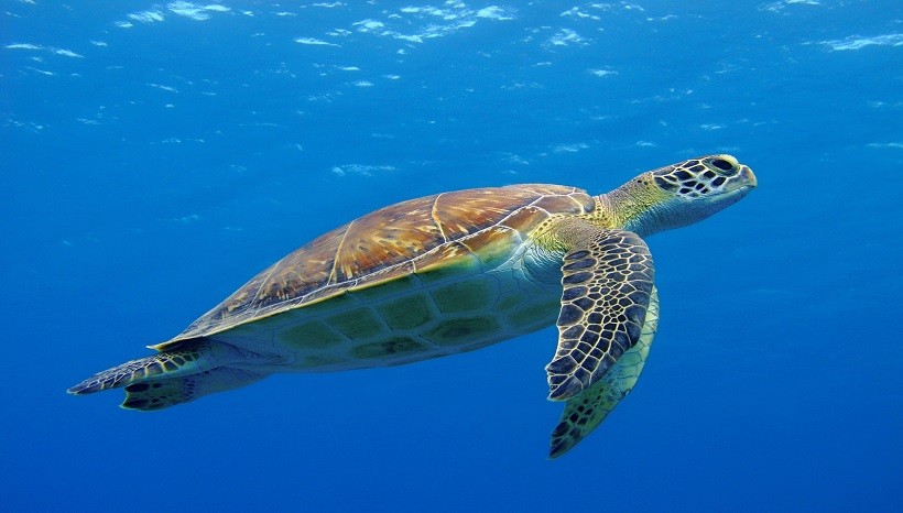 Can Sea Turtles Drown