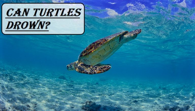 Can Turtles Drown