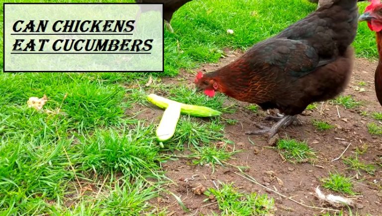 Can chickens eat cucumbers