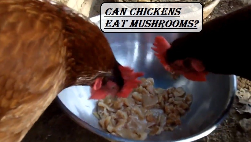 Can chickens eat mushrooms