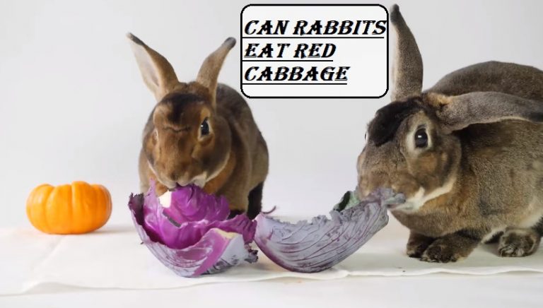Can rabbits Eat Red Cabbage