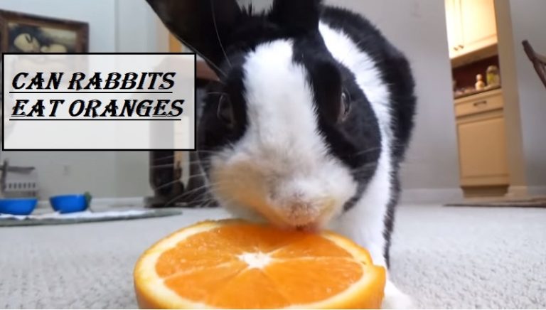 Can rabbits eat oranges