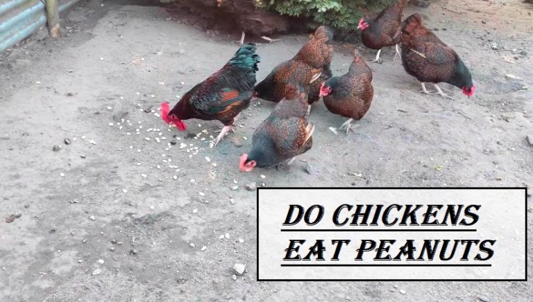 Do Chickens Eat Peanuts