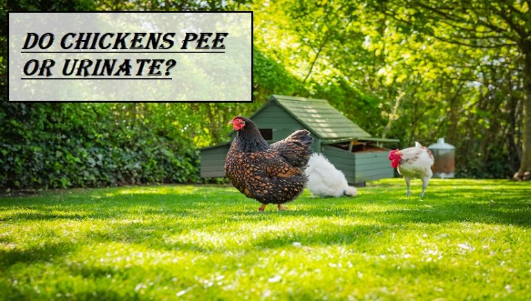 Do Chickens Pee Or Urinate
