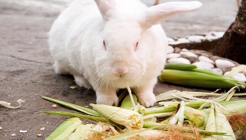 Do Rabbits Eat Corn Plants