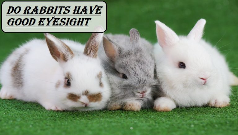 Do Rabbits Have Good Eyesight
