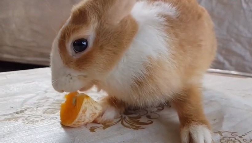 Do Rabbits Like To Eat Oranges
