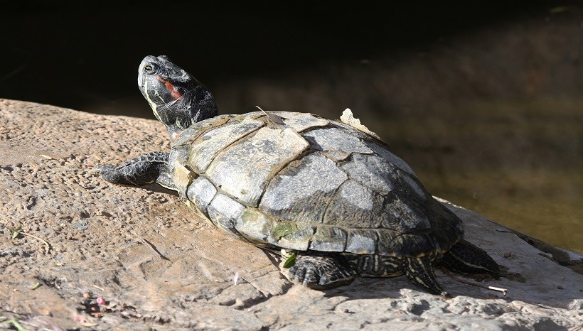 Do Turtles Shed Their Shells