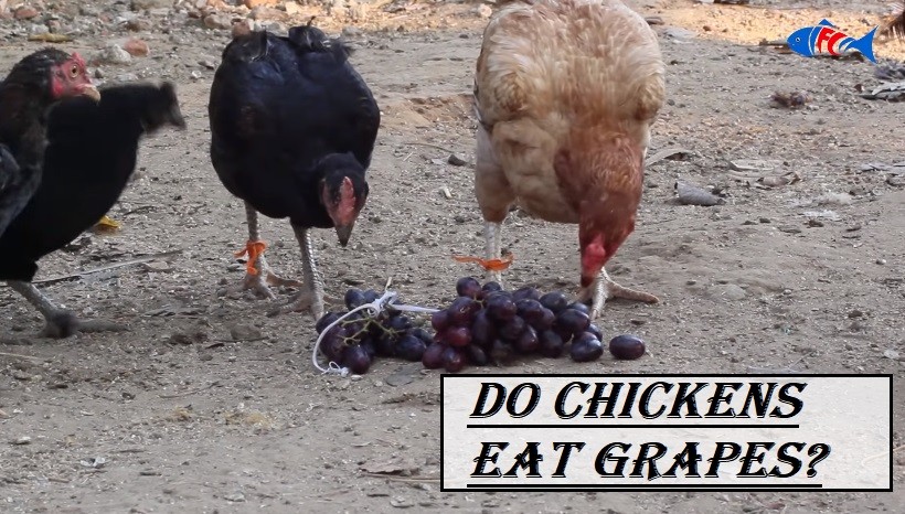 Do chickens eat grapes