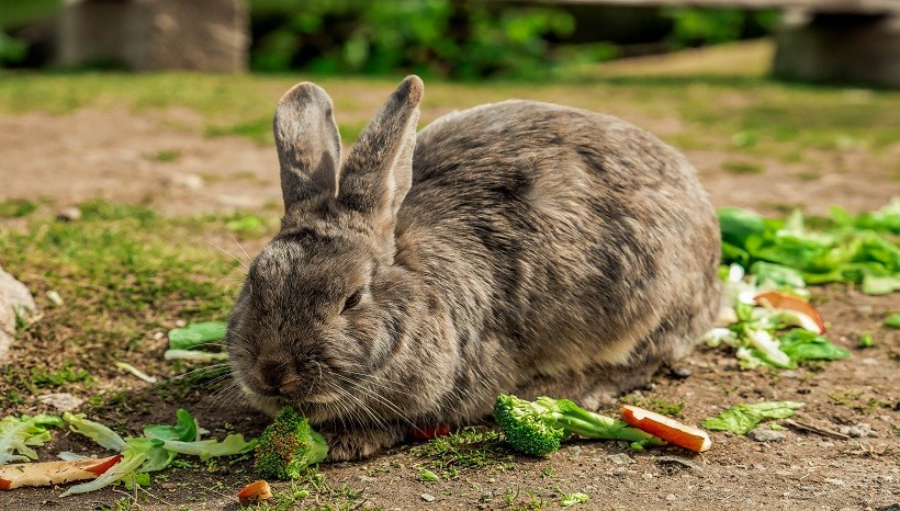 In What Amount Can A Rabbit Have Broccoli