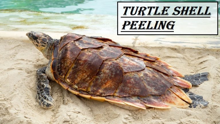 Turtle Shell Peeling
