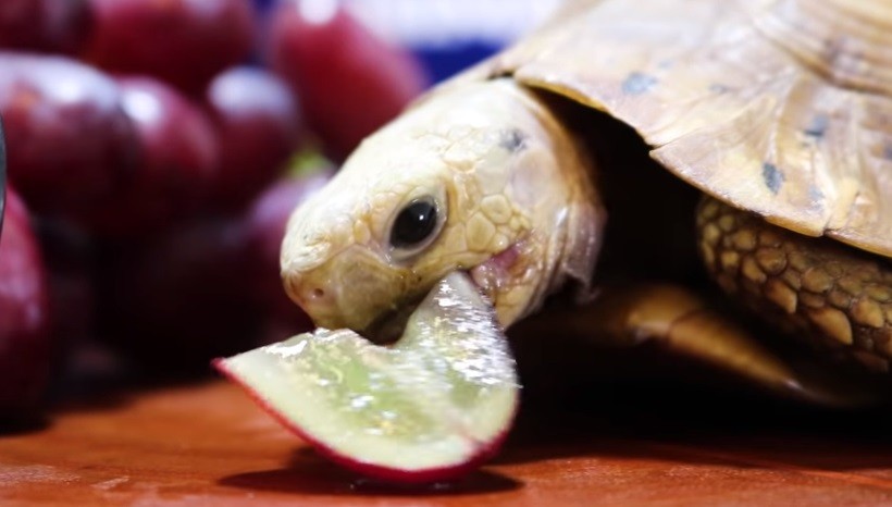 Are Grapes Good For Turtles