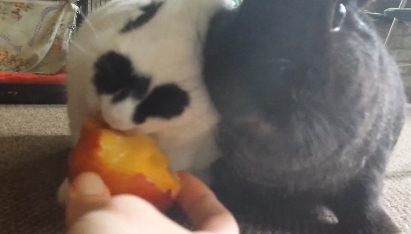 Are Plums Safe For Rabbits