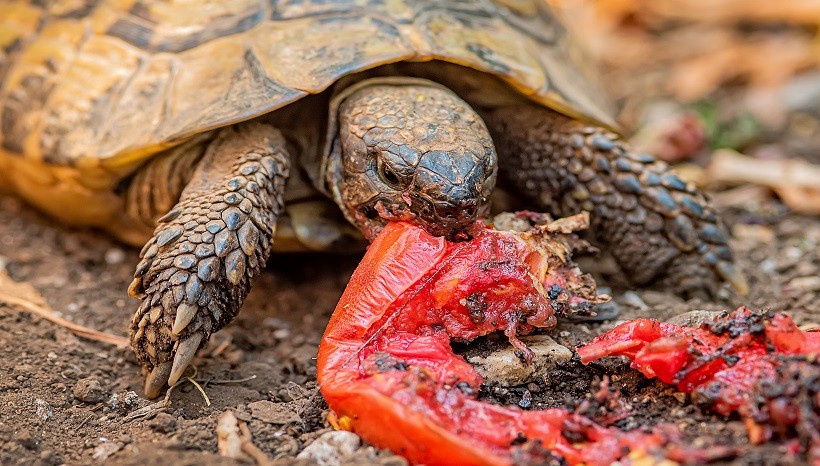Benefits Of Feeding Tomatoes To Tortoises