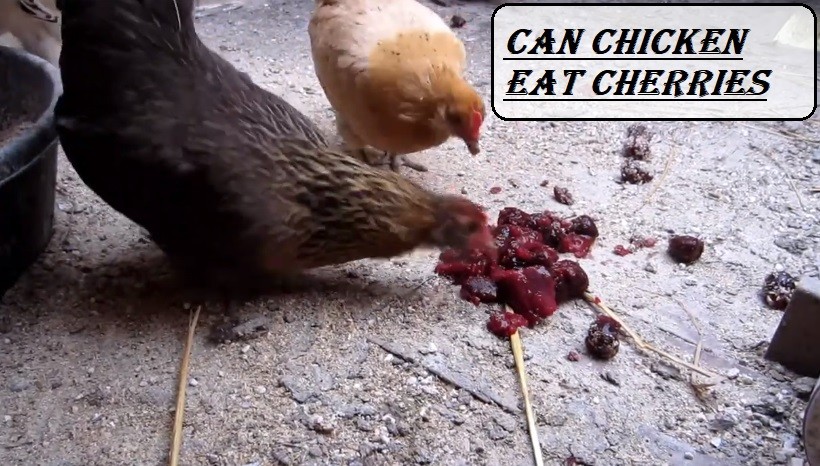 Can Chicken Eat Cherries